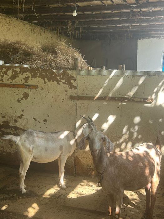 Сауын ешкі лағымен сатылады