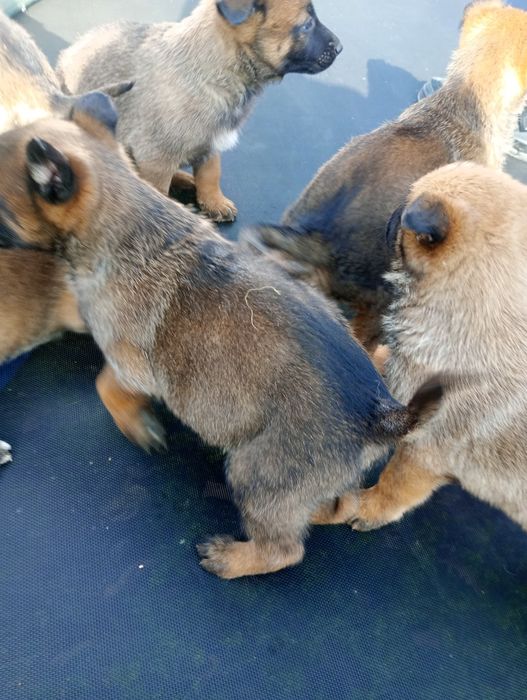 Белгийски овчарки