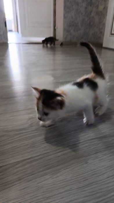 Котята, милые домашние
