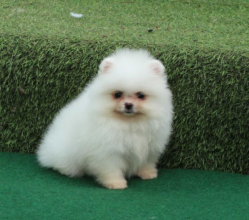 Pomeranian alb mini toy cu pedigree