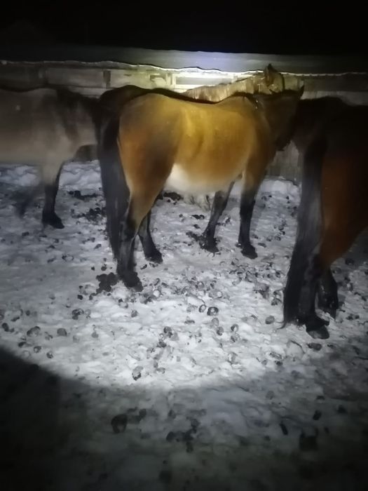 Срочно продам лошадь