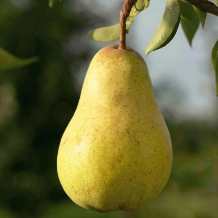 Pomi fructiferi și arbuști