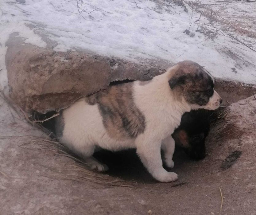 Щенки срочно, ищут дом.