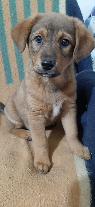 Отдам щенков в добрые руки.