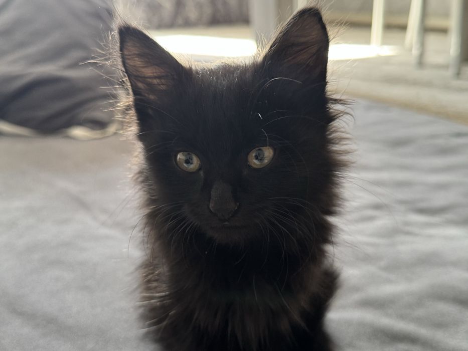 милый котёнок девочка