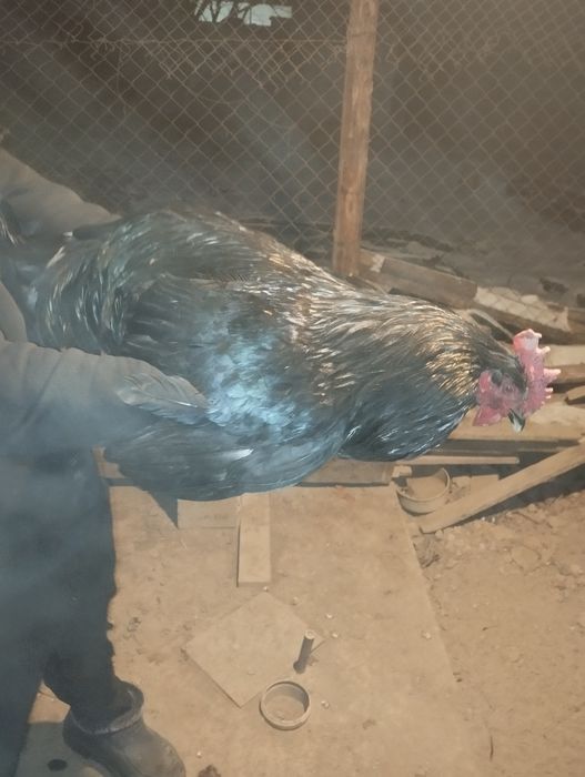 Продоётся 2 петуха