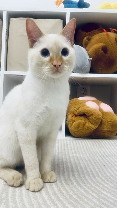 Котенок 6 месяцев