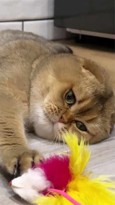 Вязка, Шотландский Фолд, золотая шиншилла  !