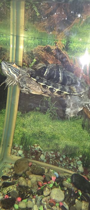 Отдам в добрые руки