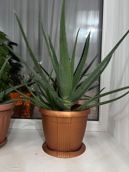 Алое гүлі, цветы алое