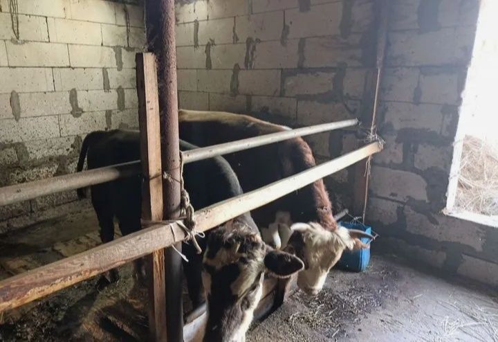 Продам бычков 25 голов
