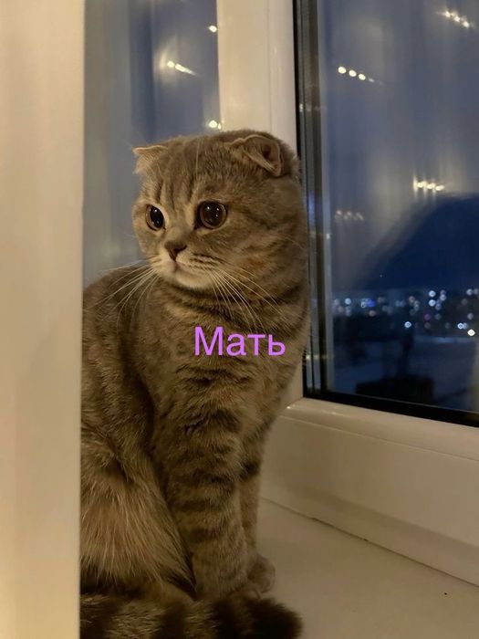 Продам британских поросят
