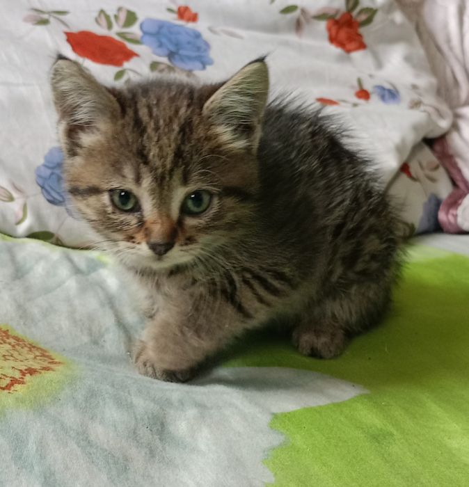 Отдам котят в добрые руки