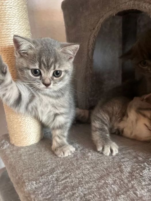 Британские котята