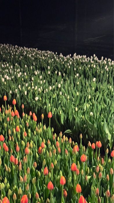 Тюльпаны голландские оптом Алматы