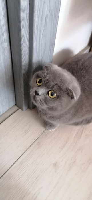 Scotish fold vislouxi