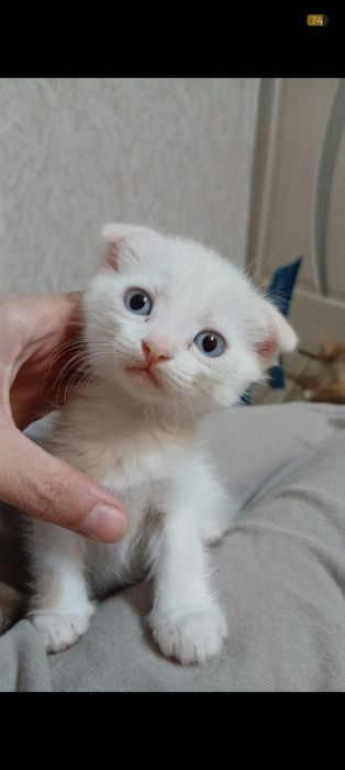 Продам белого вислоухого мальчика