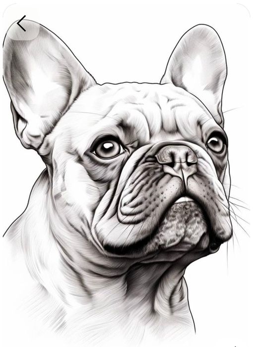 Ищем кобеля на вязку