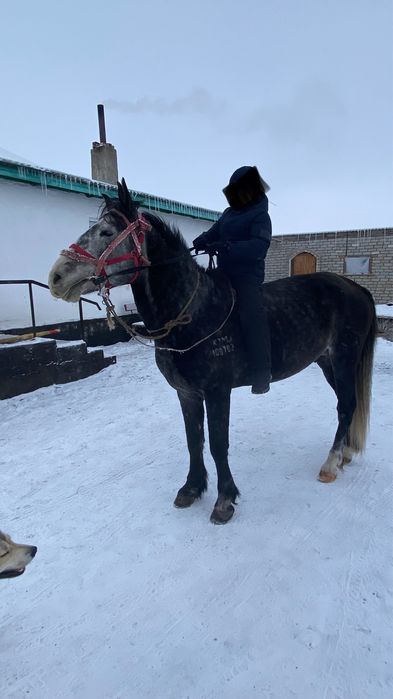 Жылқы Айғыр Конь