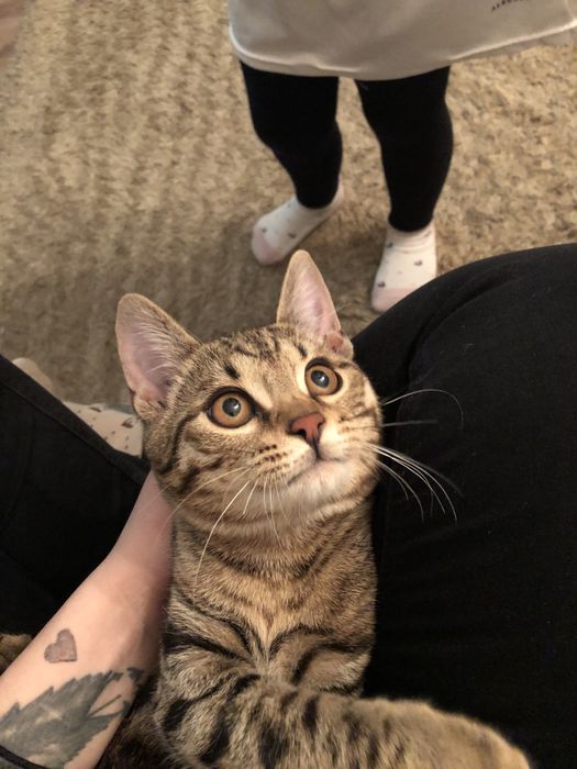 Котенок бенгальский