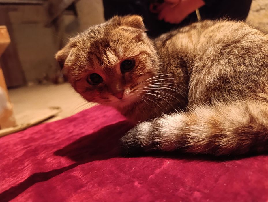 Срочно продаётся (золотая шиншила) девочка