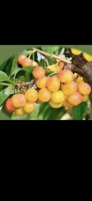 Livram RO Nuci Chandler Fernet Ciresi intensivi pe Gisella Visin Prun Meri Peri Cais Piersic  Alun Migdal  Mosmon Paulownia Aronia Coacaz  Nectarin