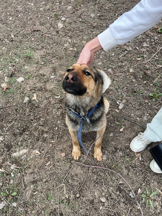 Верный друг ищет дом