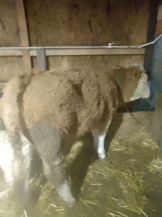 Vitele BR linie carne