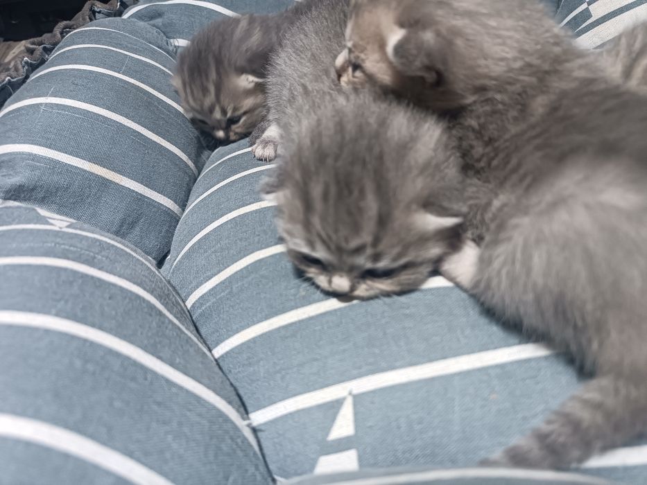 Toy mashinasida jinsiy aloqa video