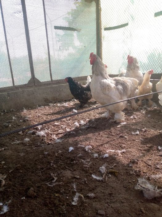 Brama xoʻroz va tovuqlar bor sotiladi 4ta xoʻroz 400000dan 12ta mokiyo