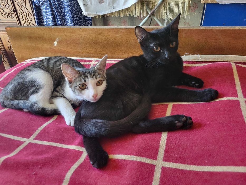 Котята девочки отдаю в хорошие руки