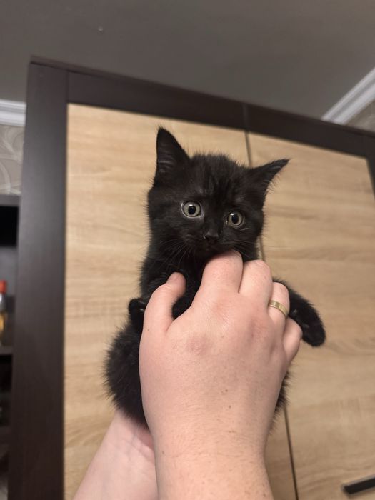 Отдам кошечек в добрые руки