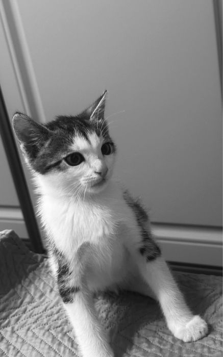 Котенок бесплатно