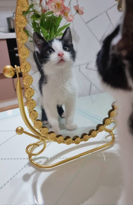Котята мальчик и девочка