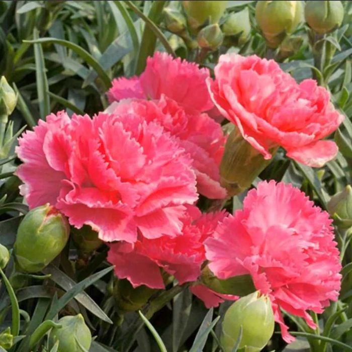 Комнатные цветы от 500 тн