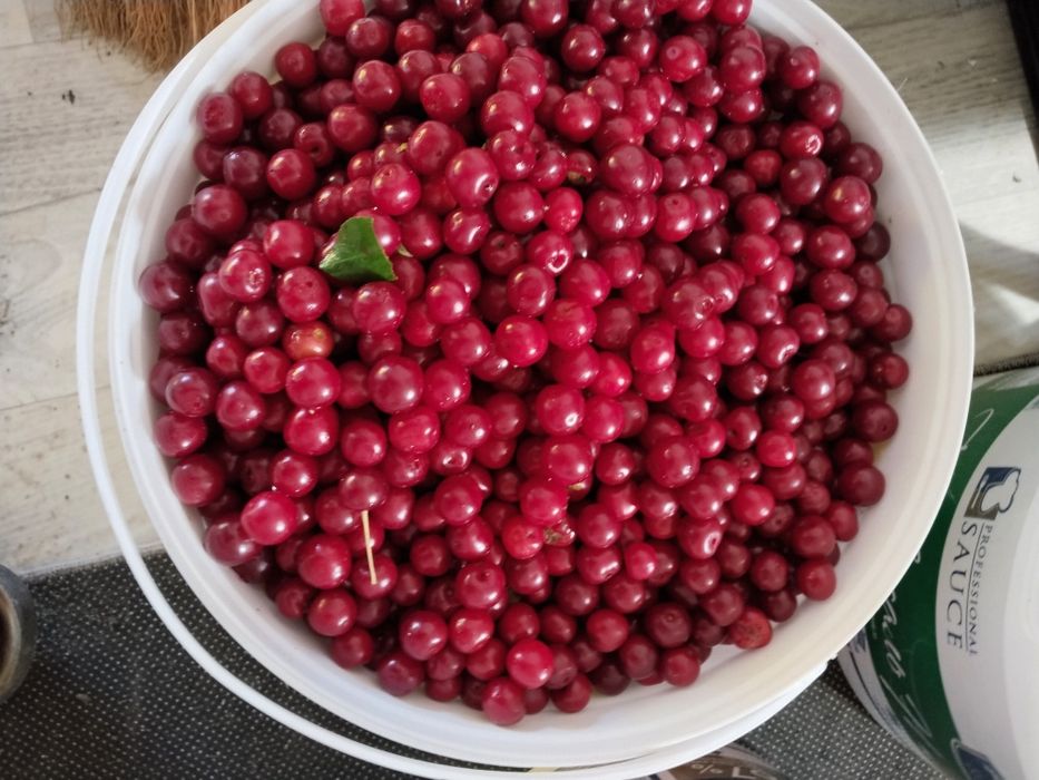 Продам домашние вишня