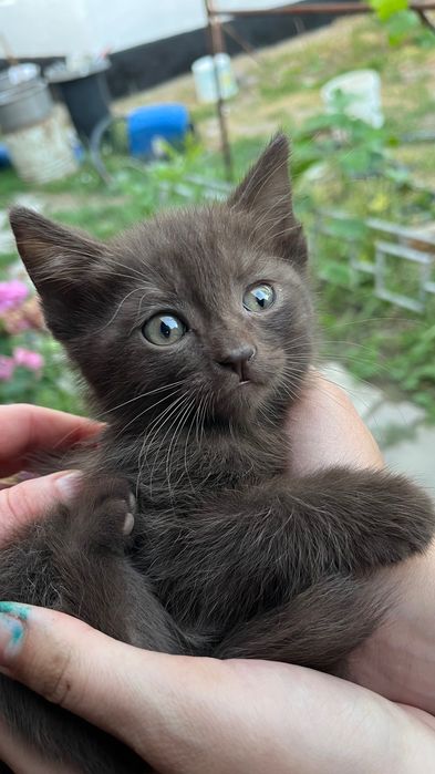 Котятки в добрые руки
