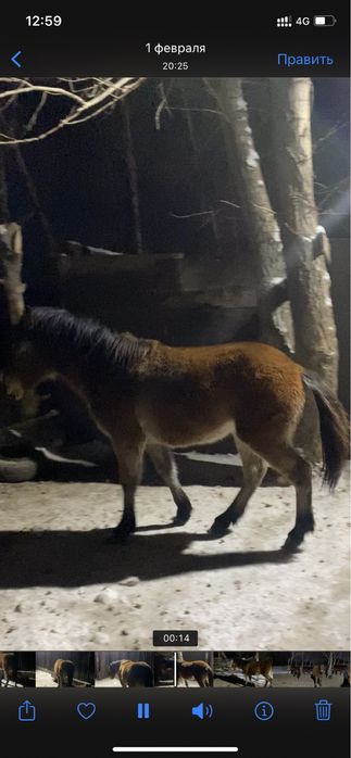 Семіз тай полутяж Ұрғашы Еркек