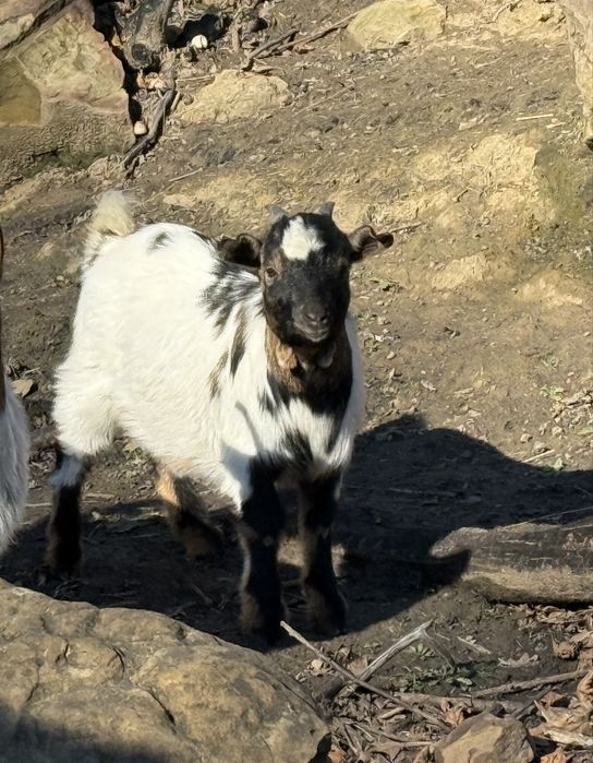 Мини холандски пръчлета
