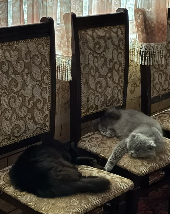 Продаеться Кошка только в хорошие руки за обоих 50$