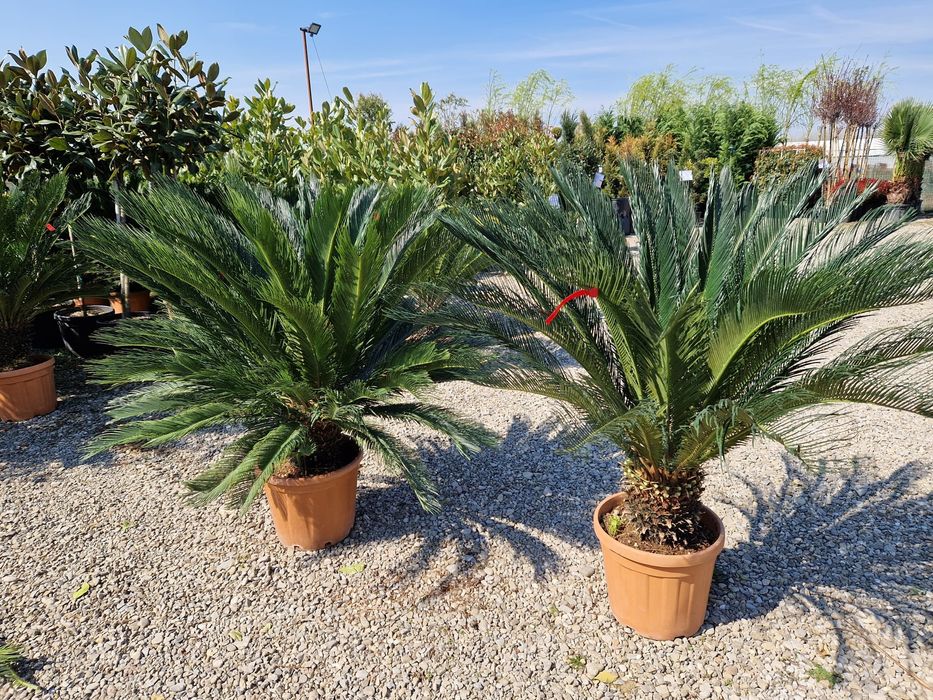 Palmierii rezistenți la îngheț trachicarpus Fortunei