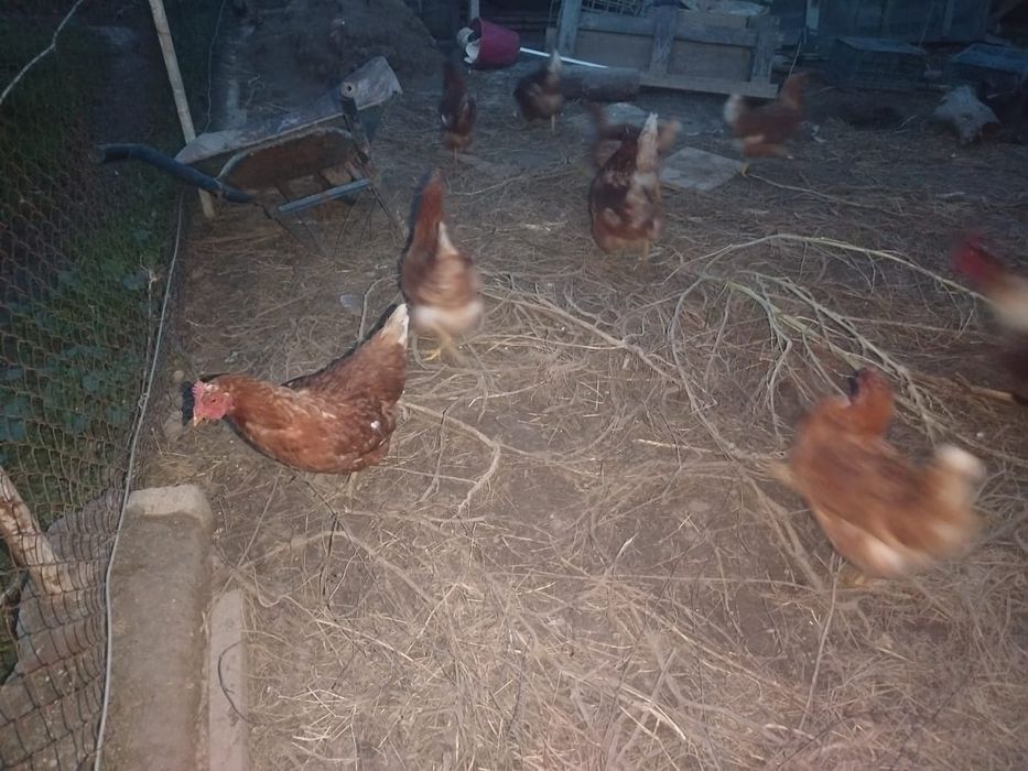 Продам кур на убой