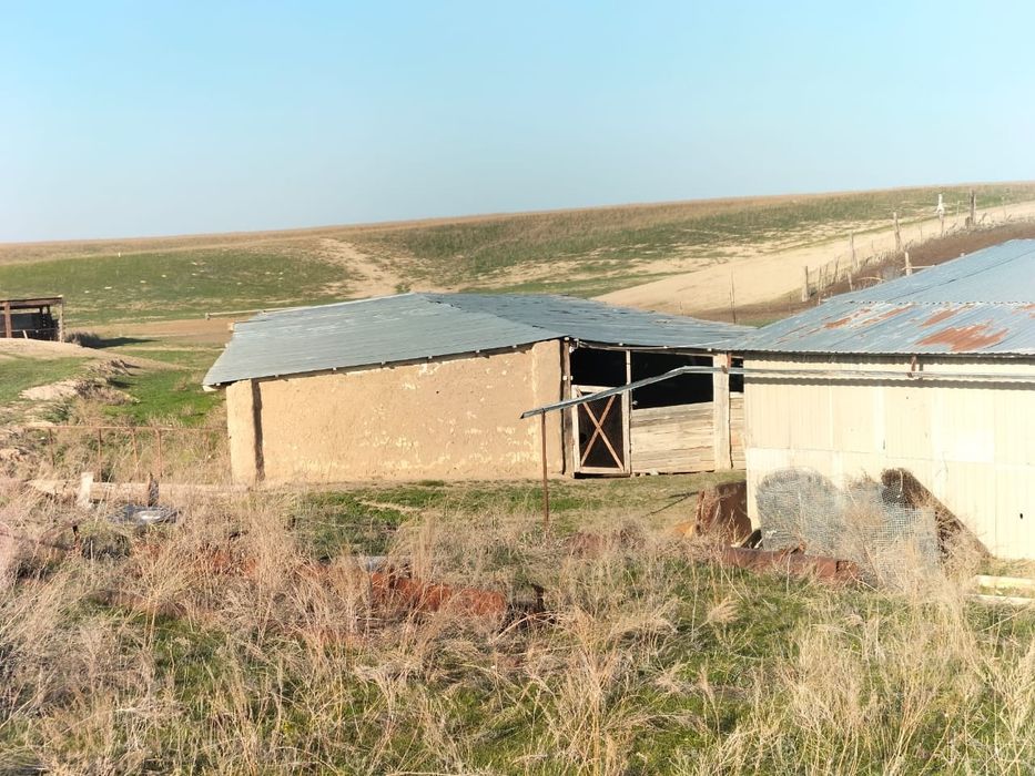 Фазенда, кашара 200га