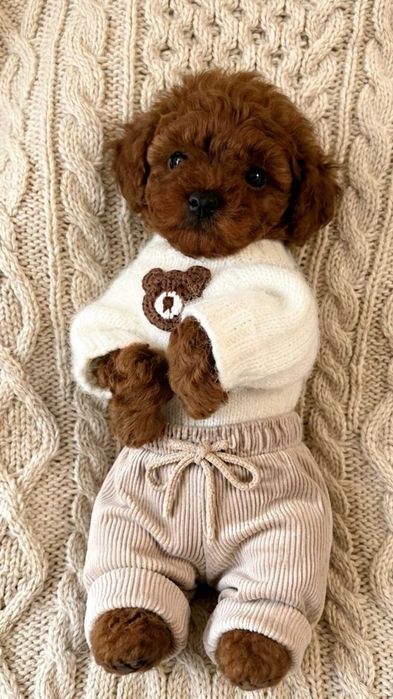 Toy Poodel Mini Red / Pedigree FCI