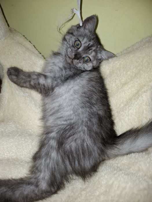British shorthair