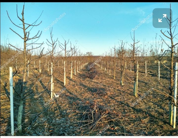 Обрезка яблони груши слива