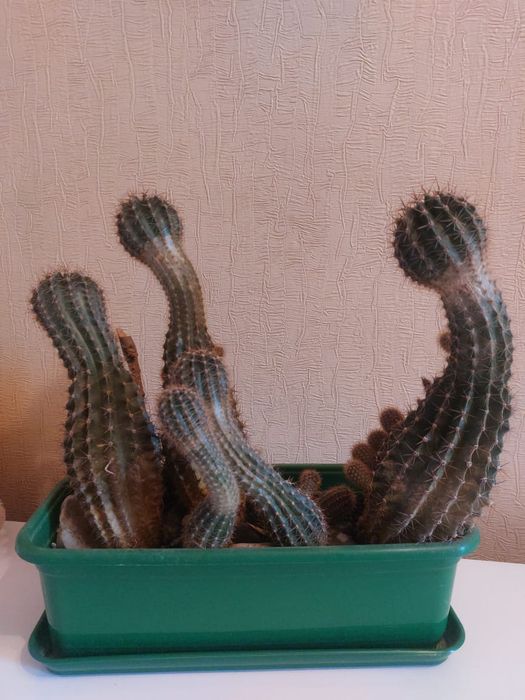 Продам цветок  Кактус