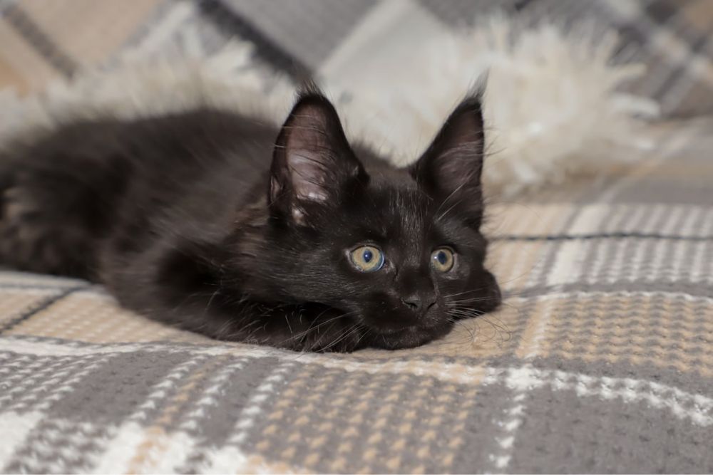 Кошечка в черном окрасе породы мейн кун