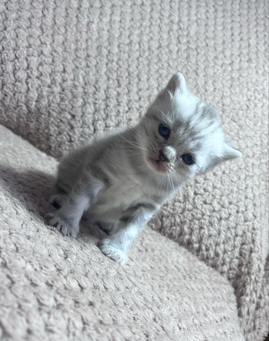 Продам Котят Британцы