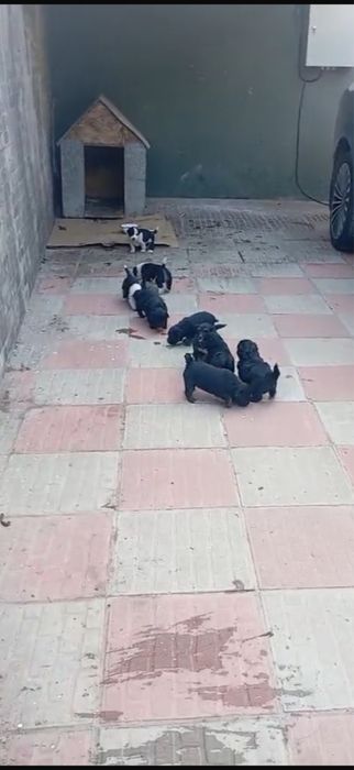 Щенок Щенята щенки собака мальчик